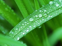 绿叶,生命,健康